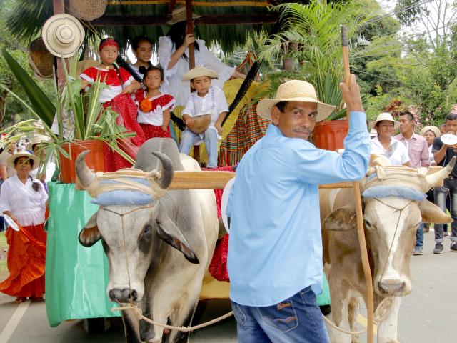 Desfile de carretas decoradas con elementos tradicionales de la región, cierra el Festival del Sombrero Pintao.  Lois Iglesias