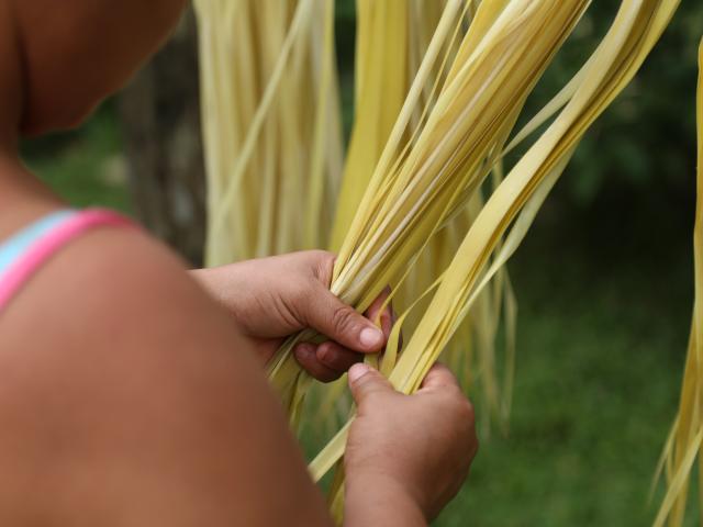 Secado de la bellota para la elaboración del sombrero pintao.  Bernie Garrido